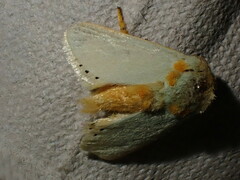 Coenobasis