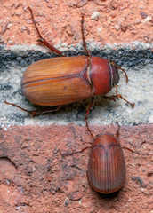 Phyllophaga quercus