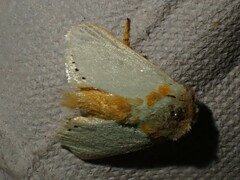 Coenobasis