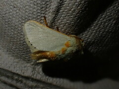Coenobasis