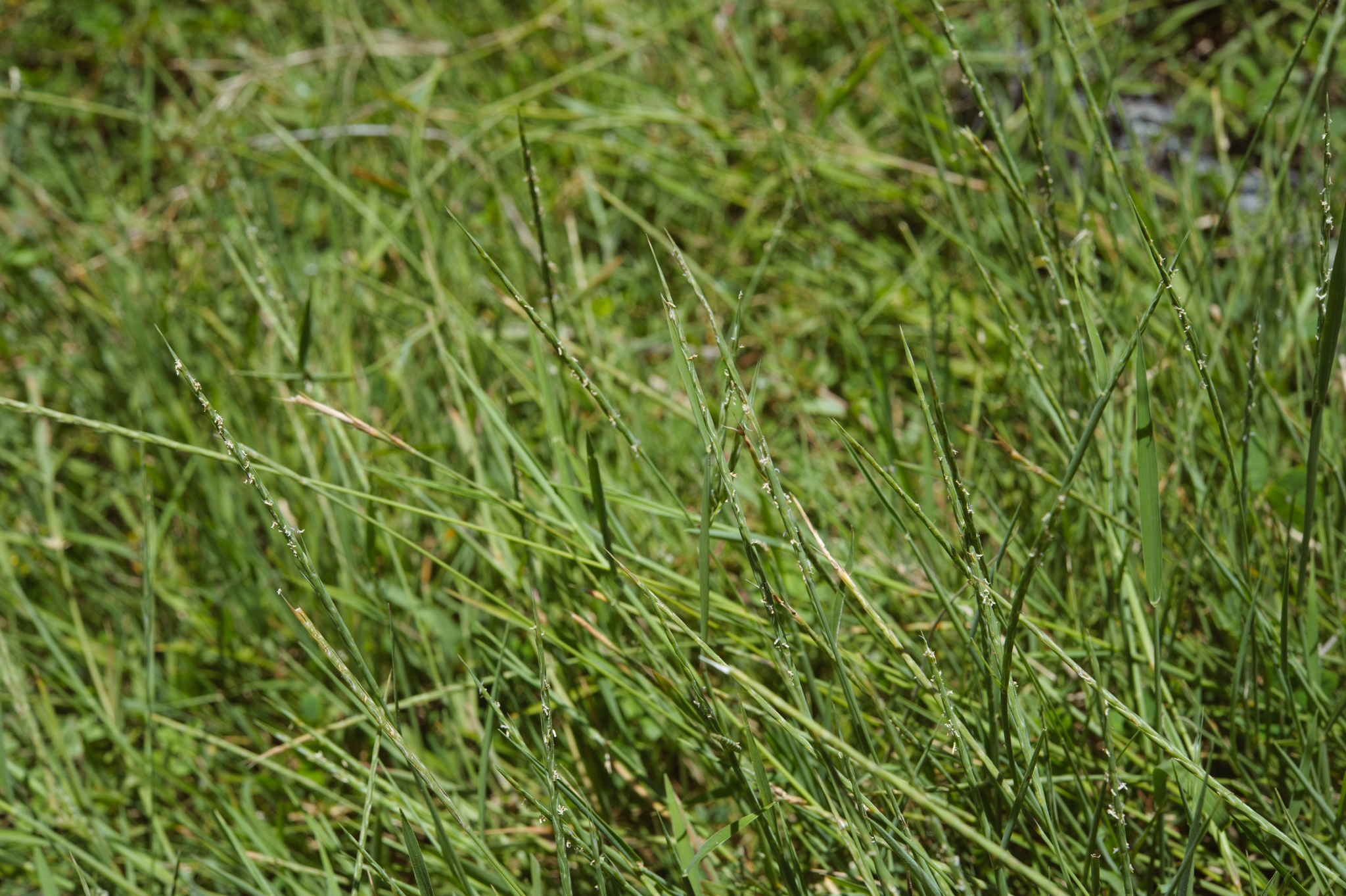 (c) Cheng-Tao Lin, certains droits réservés (CC BY) https://www.inaturalist.org/observations/14447057