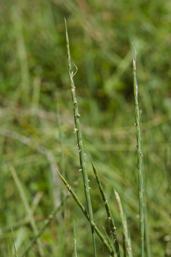 Lepturus repens