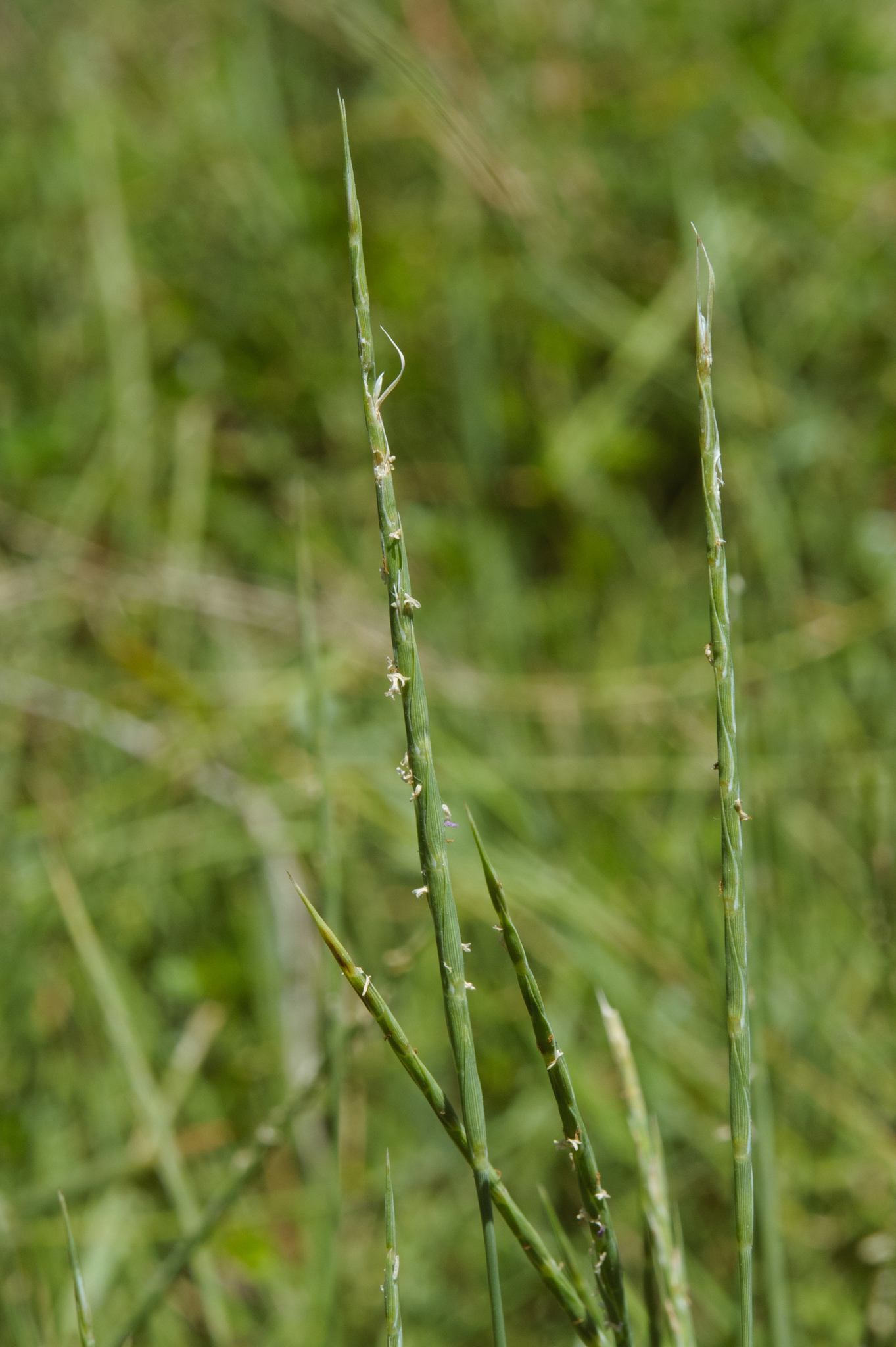 (c) Cheng-Tao Lin, certains droits réservés (CC BY) https://www.inaturalist.org/observations/14447057