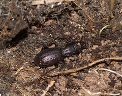 Mecodema sculpturatum