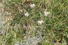 Antennaria carpatica