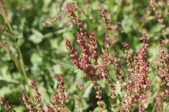 Oxyria digyna