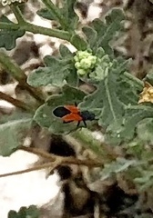 Melanopleurus belfragei