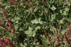 Rumex arifolius