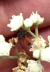 Melanopleurus belfragei