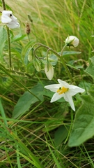 Solanum carolinense