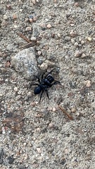 Sphodros niger