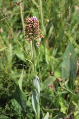 Traunsteinera globosa