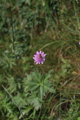 Scabiosa lucida