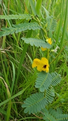 Chamaecrista fasciculata