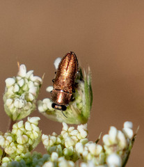 Anthaxia umbellatarum