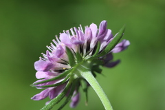 Scabiosa lucida