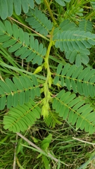 Chamaecrista fasciculata