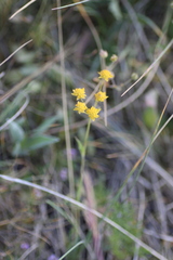 Bupleurum ranunculoides