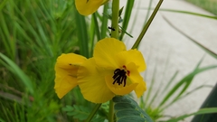 Chamaecrista fasciculata