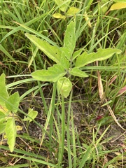 Physalis virginiana