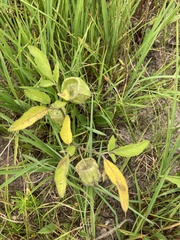 Physalis virginiana
