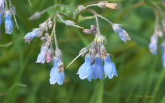 Mertensia paniculata paniculata