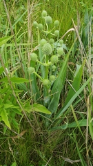 Eryngium yuccifolium