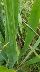 Eryngium yuccifolium