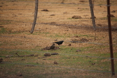 Molothrus rufoaxillaris