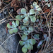 Sedum spathulifolium spathulifolium - Photo (c) nettlegal78, algunos derechos reservados (CC BY-NC)