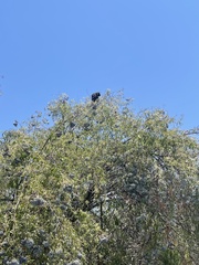 Corvus brachyrhynchos