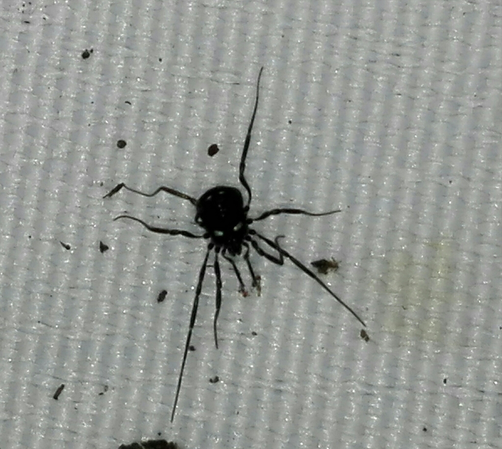 Carinostoma