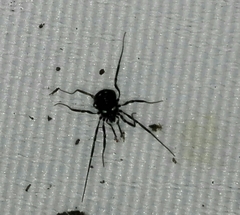 Carinostoma carinatum