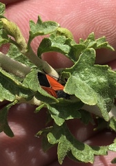 Melanopleurus belfragei