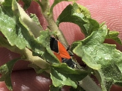 Melanopleurus belfragei