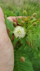 Desmanthus illinoensis