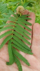 Desmanthus illinoensis