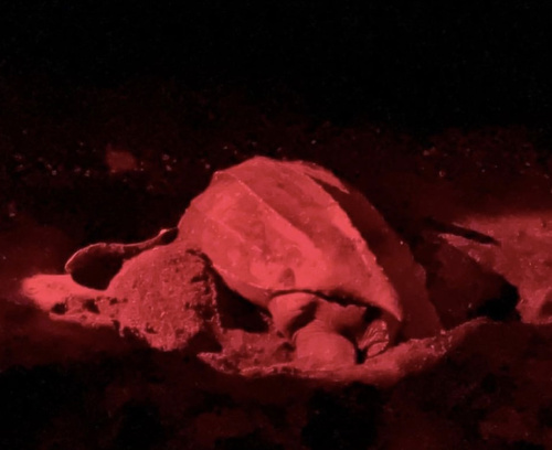 Leatherback
