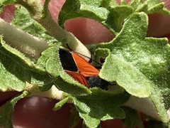 Melanopleurus belfragei