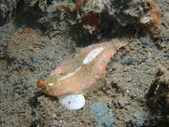 Pleuronichthys