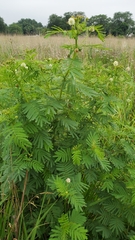 Desmanthus illinoensis