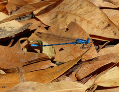 Argia vivida