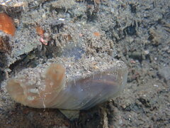 Phlebobranchia