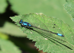 Zoniagrion exclamationis