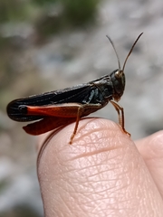 Stenobothrus rubicundulus