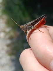 Stenobothrus rubicundulus
