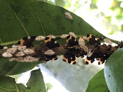 Phyllotropis cingulata