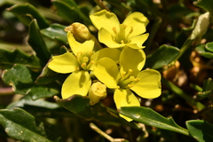 Brassica repanda repanda