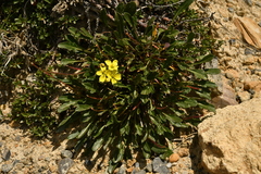 Brassica repanda repanda