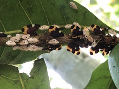 Phyllotropis cingulata